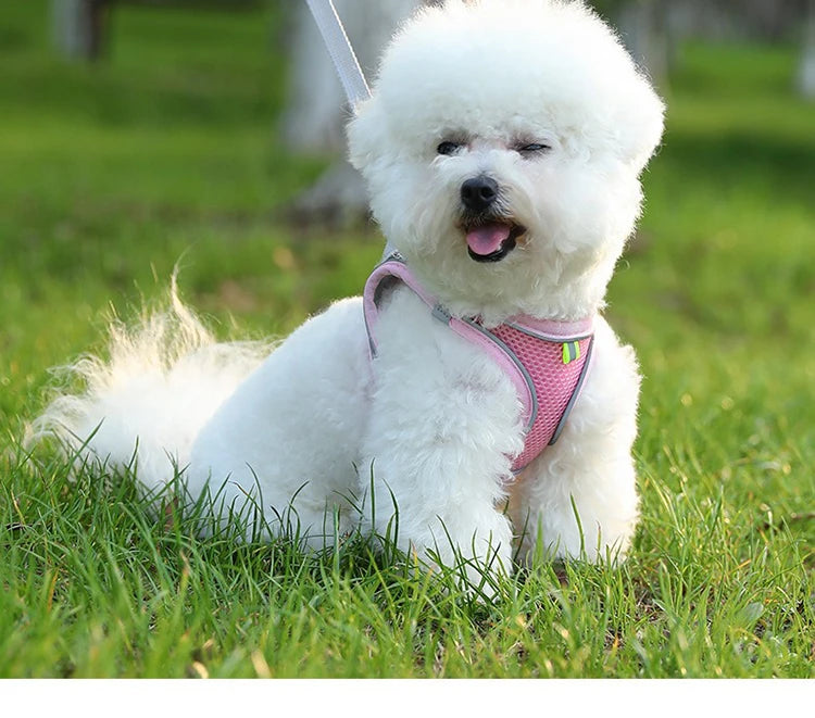 Dog Harness Small Breed Harness for A Small Dog Large Dog Harness Harnait Chest GXQ03