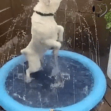 100-200cm Pet Sprinkler Pad Play Cooling Mat Swimming Pool Inflatable Water Spray Pad Mat Tub Summer Cool Dog Bathtub for Dogs