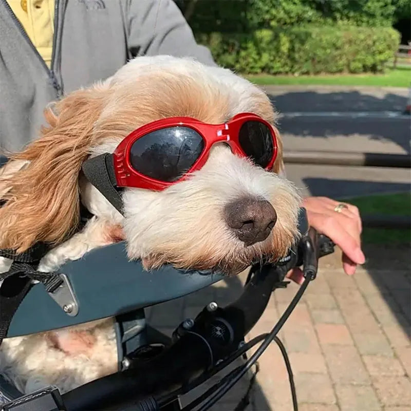 Dog Goggles