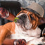 Funny Interactive Dog Toys - Cigar Design Plush Squeaky Pet Toys Grinding Teeth Creative Chew Toy For Small Medium Dog
