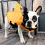 Dog Life Jacket Shark Fin Puppy Life Jacket Adjustable Dog Swimming Safety Jacket with Handle Dog Surfing Vest