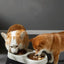 Stainless Steel Raised Dog Bowl - Anti-Knock Elevated Feeder