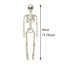 Halloween Decorations Skeleton,3 Foot Posable Human Shape Skeleton,Halloween Fake Bone Horror Decoration
